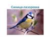 Синица-лазоревка