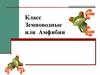 Земноводные или Амфибии