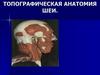 Топографическая анатомия шеи