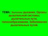 Значение дыхания. Органы дыхательной системы