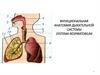 Функциональная анатомия дыхательной системы. Systema respiratorium