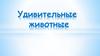 Удивительные животные
