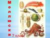 Многообразие моллюсков