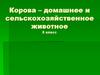 Корова – домашнее и сельскохозяйственное животное