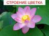 Строение цветка