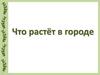 Что растёт в городе?