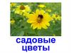 Садовые цветы