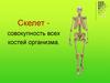 Скелет совокупность всех костей организма