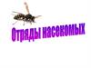 Отряды насекомых