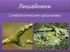 Лишайники. Строение и питание лишайников