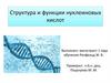 Структура и функции нуклеиновых кислот