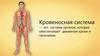 Кровеносная система