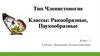 Тип Членистоногие. Классы: Ракообразные, Паукообразные