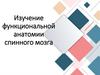 Анатомия спинного мозга