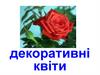 Декоративні квіти