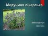 Медуниця лікарська