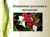 Комнатные растения в интерьере