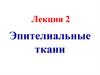 Эпителиальные ткани