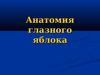 Анатомия глазного яблока