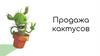 Продажа кактусов