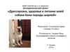 Дрессировка, здоровье и питание моей собаки Бони породы шарпей