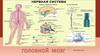 Нервная система головного мозга