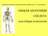 Общая анатомия скелета или общая остеология