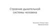 Строение дыхательной системы человека