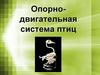 Опорно-двигательная система птиц