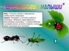 Насекомые - шестиногие малыши