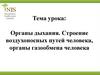 Органы дыхания. Строение воздухоносных путей человека, органы газообмена человека