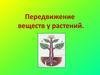 Передвижение веществ у растений