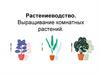 Растениеводство. Выращивание комнатных растений