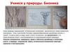 Учимся у природы. Бионика