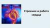 Строение и работа сердца