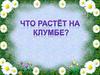 Что растет на клумбе