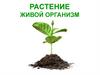 Растение - живой организм