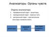 Анализаторы. Органы чувств. Глаз. Ухо