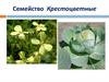 Семейство Крестоцветные