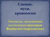 Слепни, мухи, кровососки. Энтомозы, вызываемые насекомыми подотряда Brachycera (короткоусые)