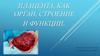 Плацента, как орган, строение и функции