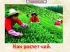 Как растет чай?