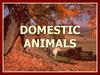Domestic animals