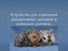 Устройство для кормления декоративных кроликов в домашних условиях