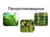 Папоротниковидные