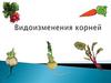 Видоизменения корней растений