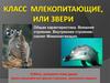 Класс млекопитающие, или звери