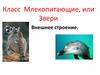 Класс Млекопитающие, или Звери. Внешнее строение