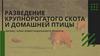 Разведение крупнорогатого скота и домашней птицы. Бизнес-план инвестиционного проекта