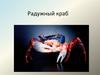 Радужный краб